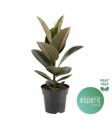 Ficus