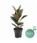 Ficus