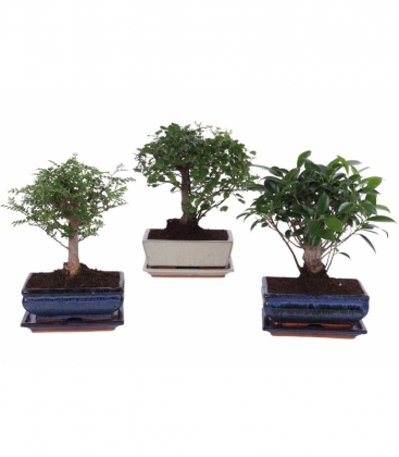 Bonsai