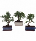 Bonsai