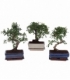 Bonsai