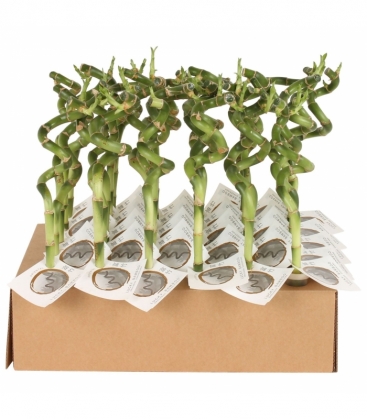 Dracaena