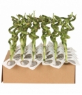 Dracaena