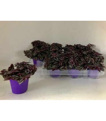 Tradescantia