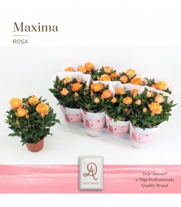 Rosa