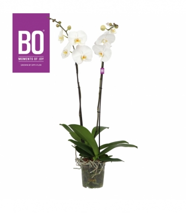 Phalaenopsis