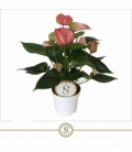 Anthurium