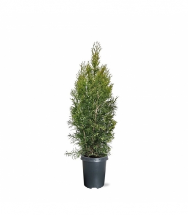 Thuja