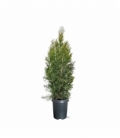 Thuja