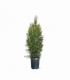Thuja