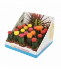 Gymnocalycium