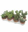 Opuntia