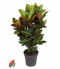 Croton