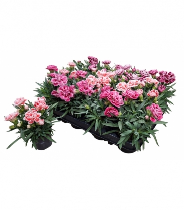 Dianthus