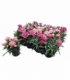 Dianthus