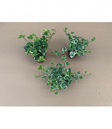 Hedera