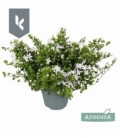 Campanula