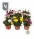 Osteospernum
