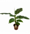 Musa