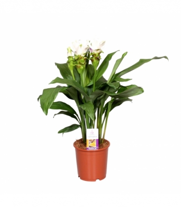 Curcuma