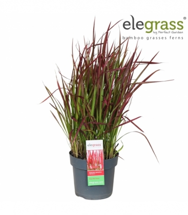 Imperata