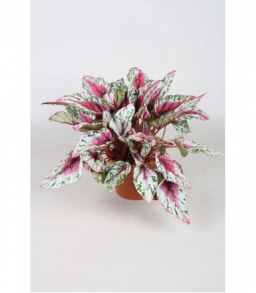 Begonia