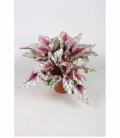 Begonia