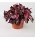 Begonia