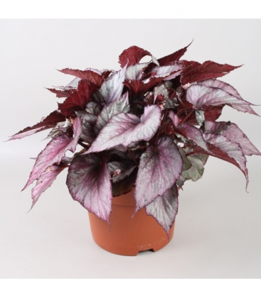 Begonia