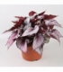 Begonia