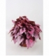 Begonia