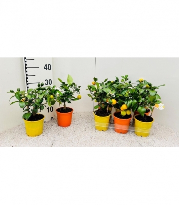 Citrus
