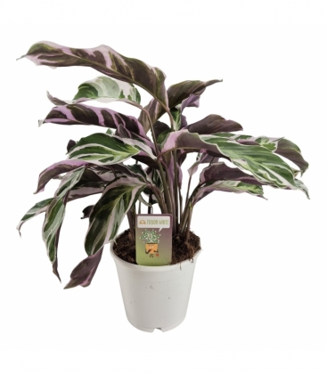 Calathea