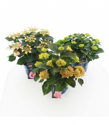 Hydrangea