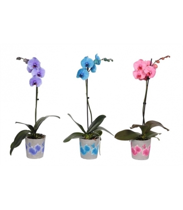 Phalaenopsis