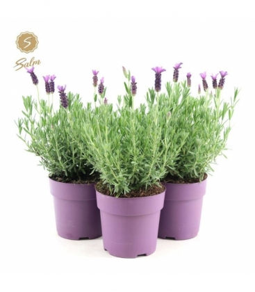 Lavandula