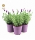 Lavandula