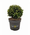Ilex
