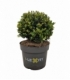 Ilex