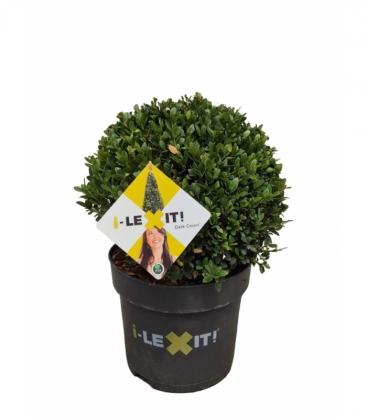 Ilex