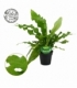 Microsorum
