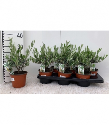 Olea