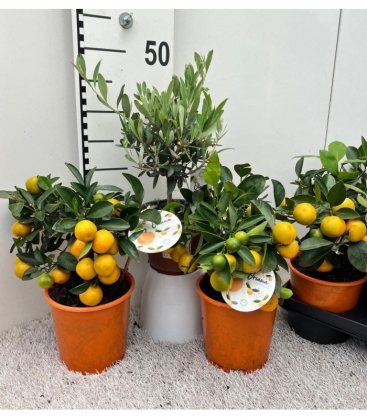 Citrus