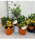 Citrus