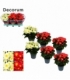 Begonia