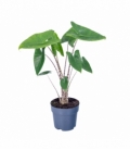 Alocasia