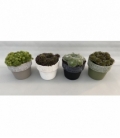 Sempervivum