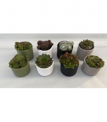 Sempervivum