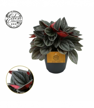 Peperomia