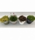 rockplants